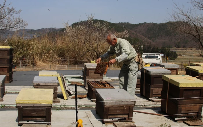 C 羽山養蜂 ギフト箱BOX（アカシア・百花蜜）  500g×1本、250g×1本