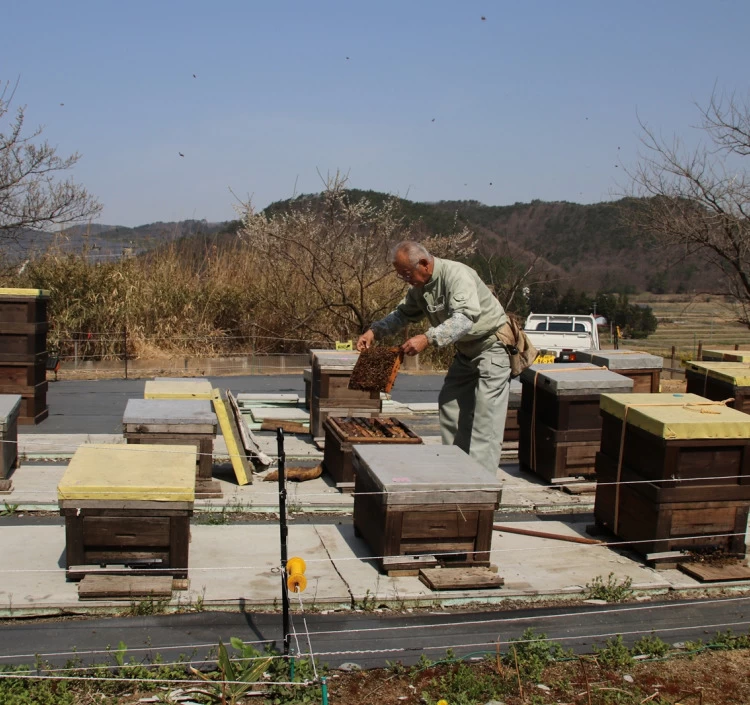 A 羽山養蜂 ギフト箱BOX（アカシア・百花蜜） 250g×1本、100g×1本