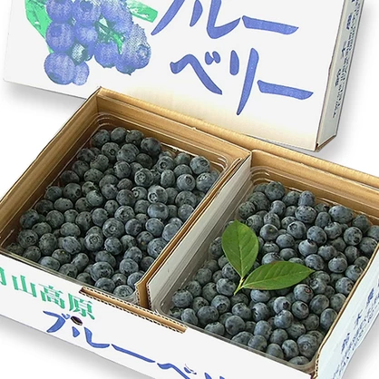生食用ブルーベリー 500g入×2【Ｌサイズ】