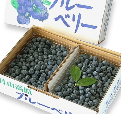 生食用ブルーベリー 500g入×2【Mサイズ】