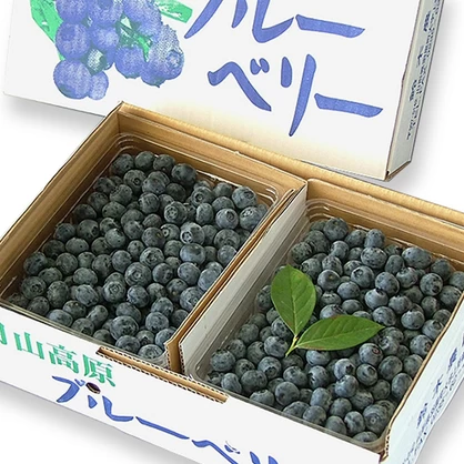 生食用ブルーベリー 500g入×2【Mサイズ】