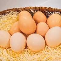国内でたった６％しかいない純国産鶏『さくら』が生んだ卵を使用しています。