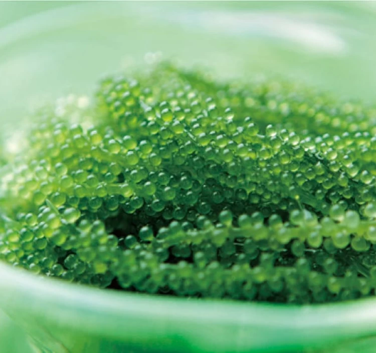 沖縄県産特選生海ぶどう小【５個セット】