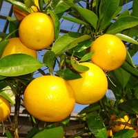 させぼレモン絞り(幻の佐世保レモン「味美」)500ml×2本 サムネイル