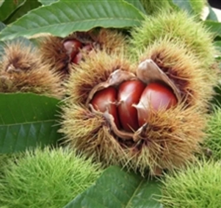 和栗ペースト1kg