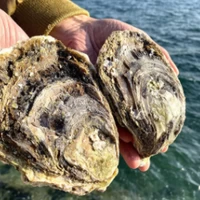 【送料込】青海島特産の新鮮「岩がき」（冷蔵）2kg～ サムネイル