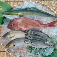 定期便【3回】(下処理済み)おまかせ旬の鮮魚セット サムネイル