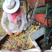 女性生産者たちのコーヒーセット 100g × 3種 珈琲（豆／粉）300g ウーマンズコーヒー 【メール便対応】 サムネイル