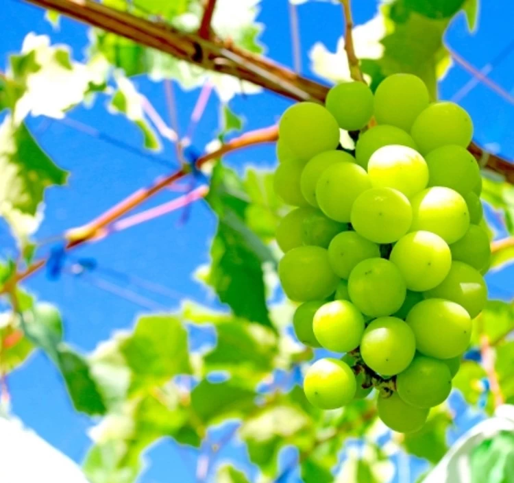 季節のフルーツめぐり定期便(全7回)