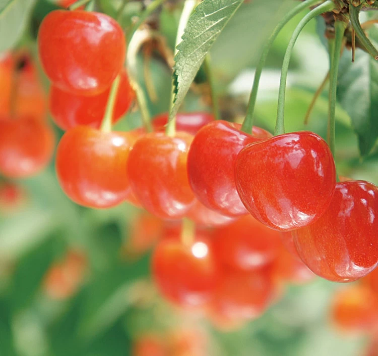 季節のフルーツめぐり定期便（全７回）