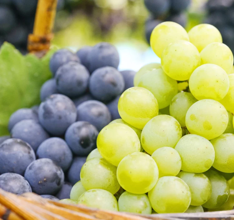 季節のフルーツめぐり定期便（全７回）