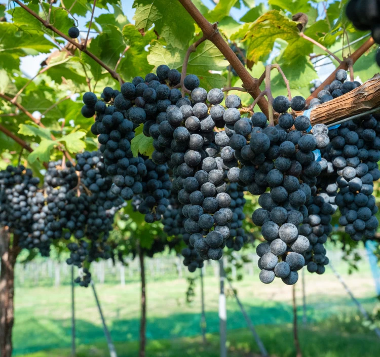 嘉スパークリング白辛口・甘口2本ギフト(YTW-S)