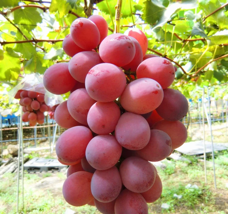 季節のフルーツおまかせ6個セット（1カップ80ml・2～4種）