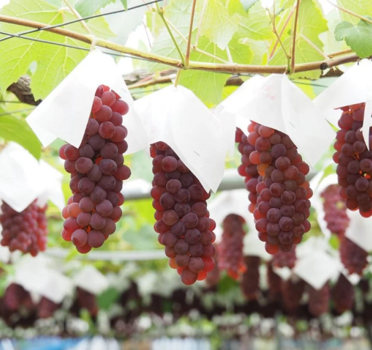 季節のフルーツおまかせ6個セット（1カップ80ml・2～4種）