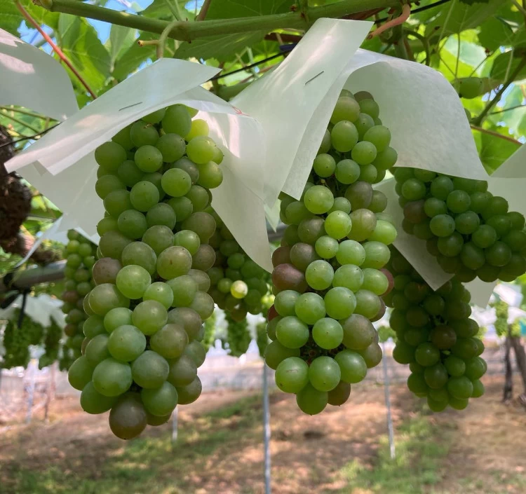 季節のフルーツおまかせ6個セット（1カップ80ml・2～4種）