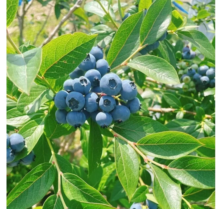 能登ブルーベリービネガージェラート(4個)