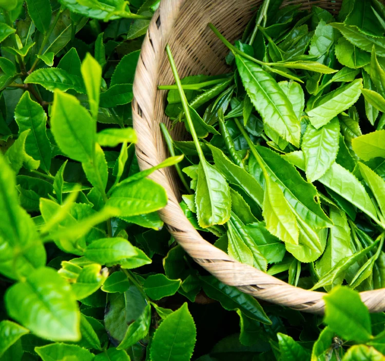 特上煎茶はるか ティーバッグ(5個パック)／手土産にもぴったり！簡単手軽に本格狭山茶を／SAYAMA TEA 【Tea Bag 5 pieces】