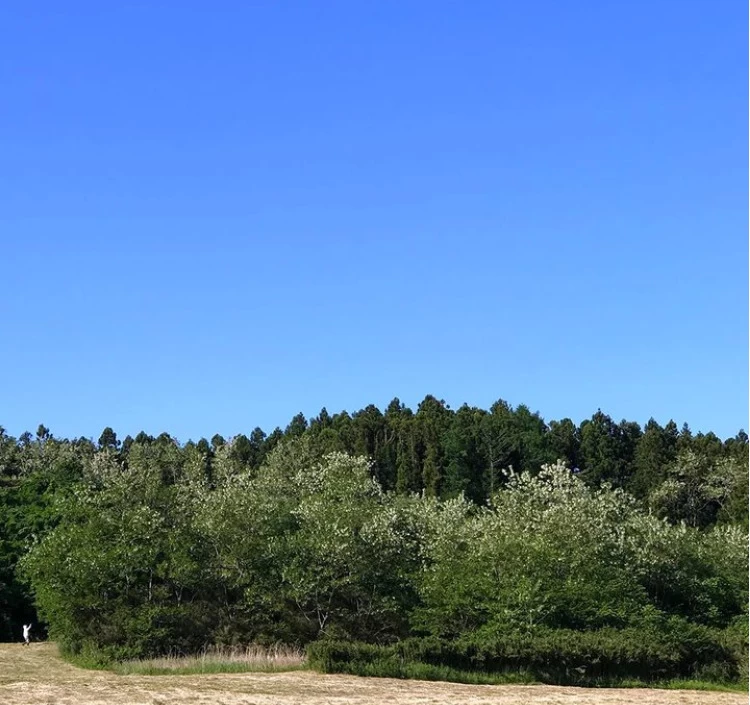 国産 非加熱 生はちみつ ACACIA (110g)