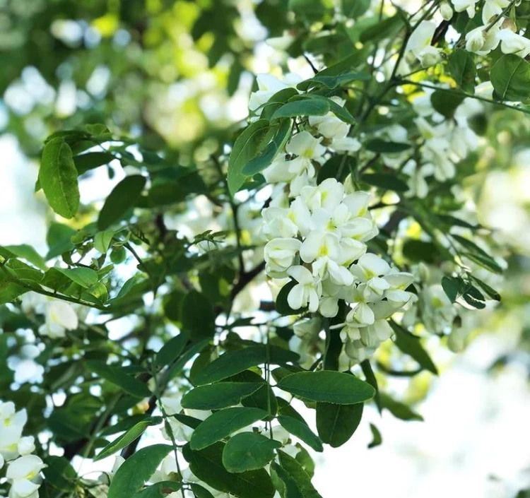 国産 非加熱 生はちみつ ACACIA (110g)