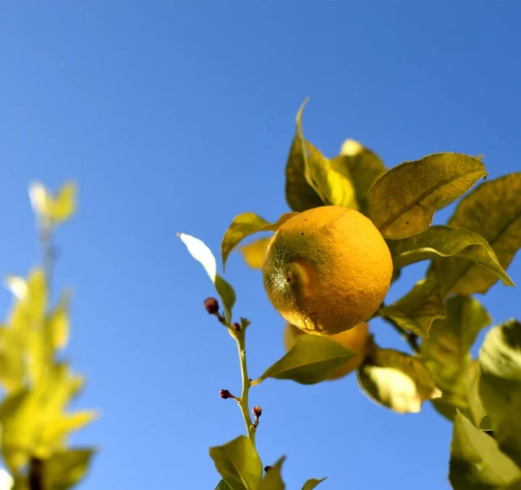 国産 非加熱 生はちみつ LEMON ZEST & HONEY (110g)