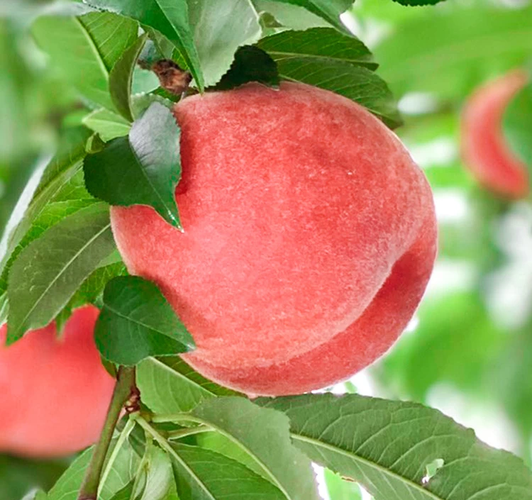 あかつき 3Kg箱（8～12個入）×1箱