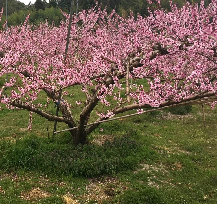 あかつき 3Kg箱（8～12個入）×1箱