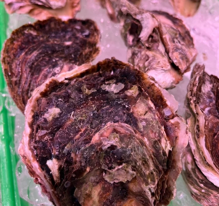 隠岐の島産　養殖岩牡蠣 2㎏