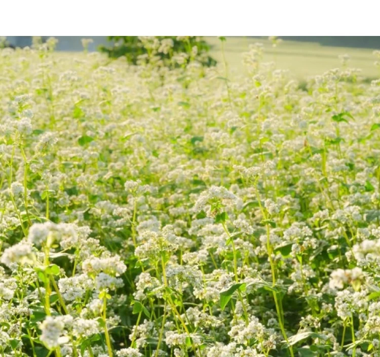 そば（滝沢市産）150g