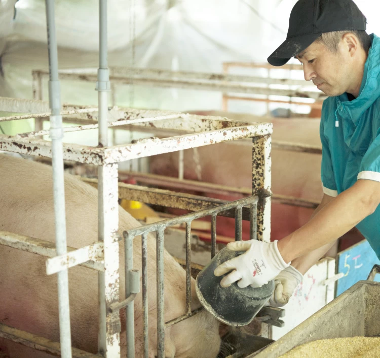 黒豚ロース味噌漬け詰合せ