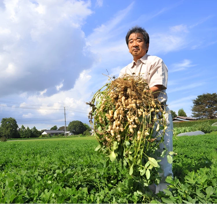 新豆 ゆで落花生『おおまさりネオ』500g＞｜豆菓子をお取り寄せ・通販するなら【旅色】