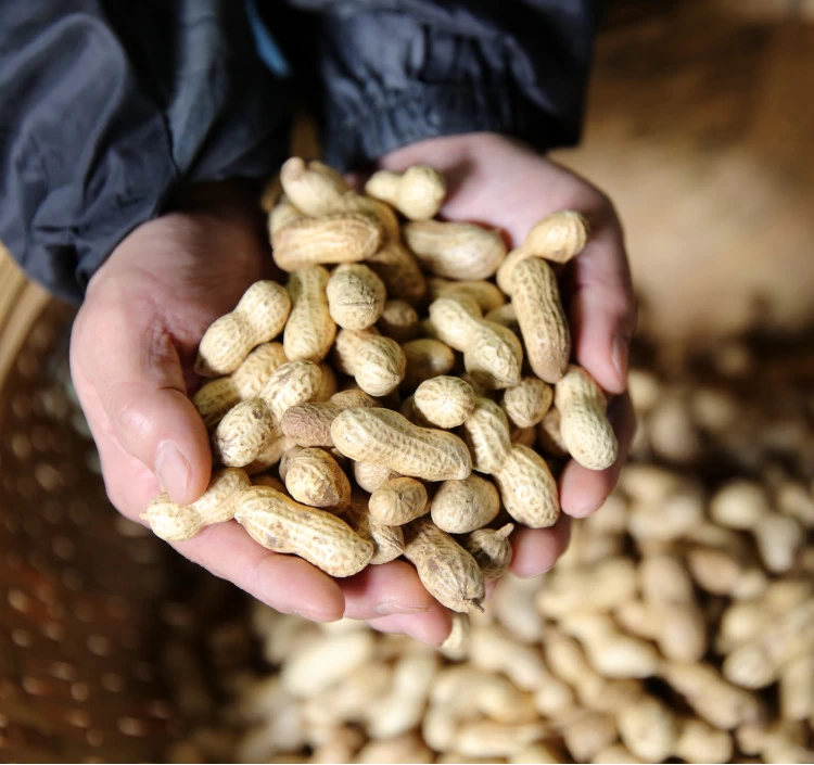 焙煎前と焙煎後の2度にわたる厳しい手選別