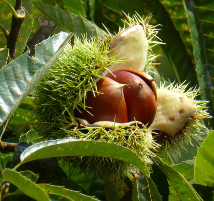 渋皮煮栗蒸し羊羹