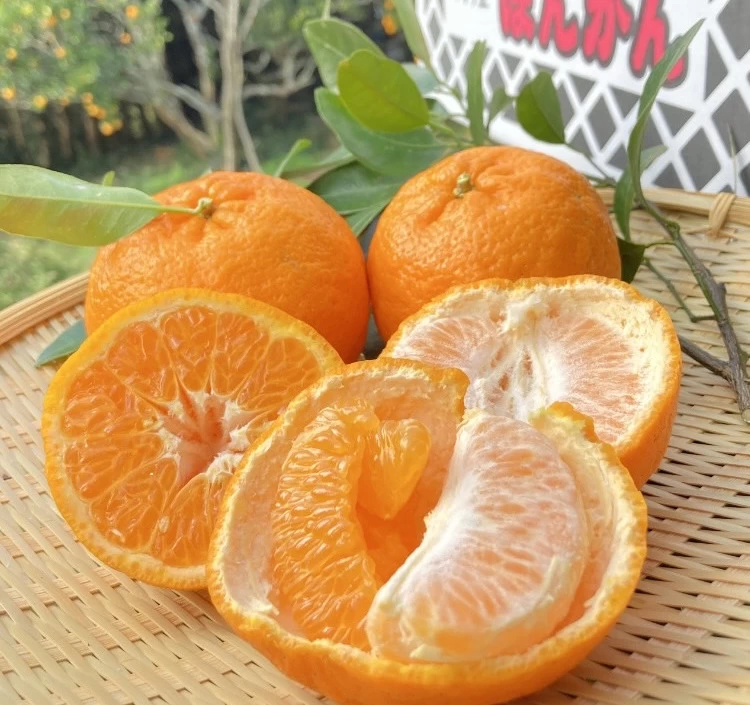 栄久ぽんかん M玉サイズ 5kg