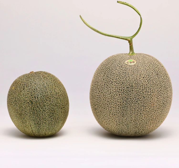 長崎産 超特大メロン「愛菜グリーン」 青肉 3.5kg前後×1玉【常温】