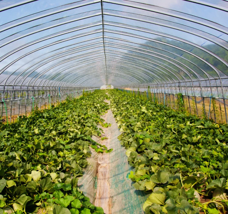 長崎産 超特大メロン「愛菜グリーン」 青肉 3.5kg前後×1玉【常温】