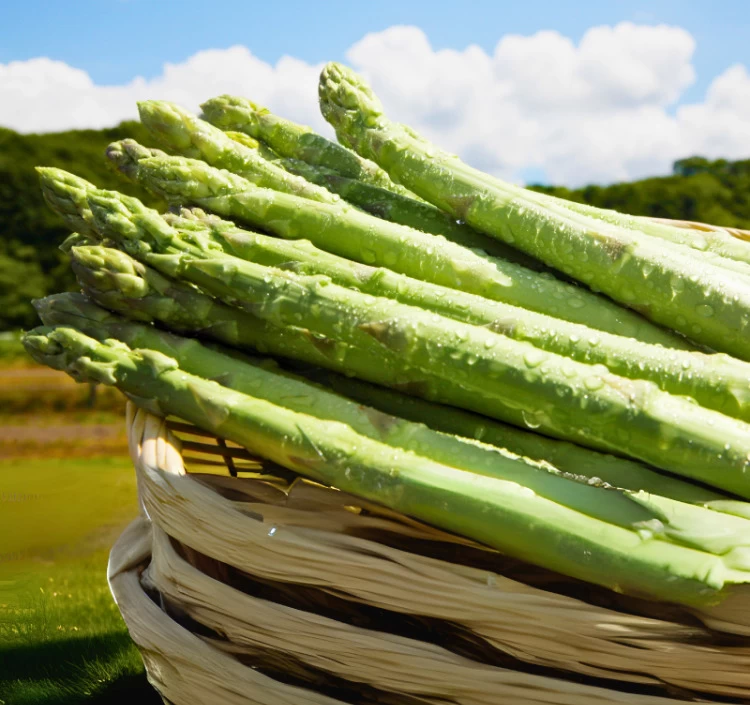 北海道産 朝摘み春アスパラ 〈家庭用訳あり〉 1kg(サイズ無選別/30～70本前後） 小松さんちのアスパラを中心に厳選！