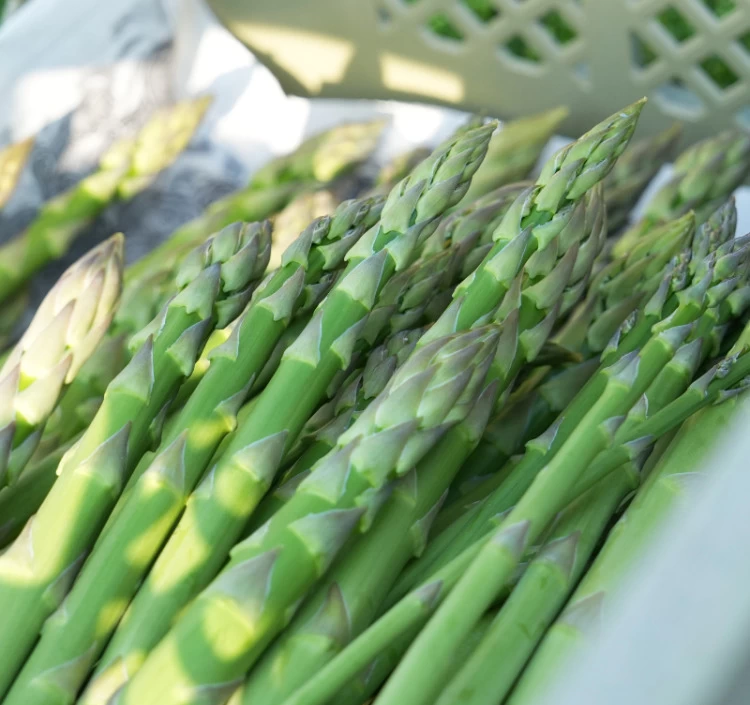 北海道産 朝摘み春アスパラ 〈家庭用訳あり〉 1kg(サイズ無選別/30～70本前後） 小松さんちのアスパラを中心に厳選！