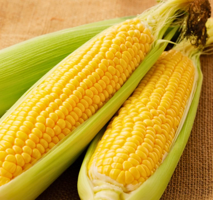 福岡県産 秋山さんちの極甘とうもろこし〈ゴールドラッシュ〉特大サイズ10本セット(1本350g以上)