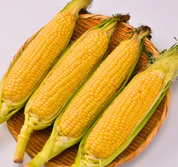 福岡県産 秋山さんちの極甘とうもろこし〈ゴールドラッシュ〉特大サイズ10本セット(1本350g以上)