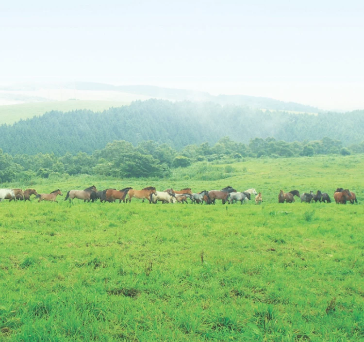 熊本鮮馬刺しスライス食べ比べ 4袋セット(赤身40g×2・霜降り40g×2)タレ付き