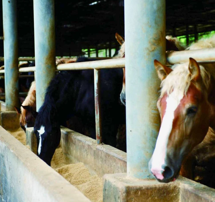 熊本鮮馬刺しスライス食べ比べ 4袋セット(赤身40g×2・霜降り40g×2)タレ付き