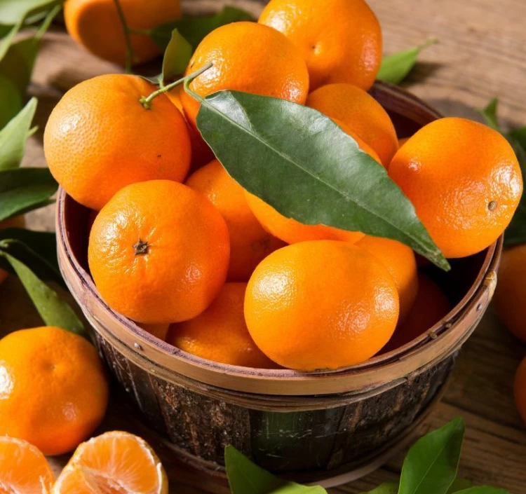 愛媛県産 せとか みかん 5kg 家庭用訳あり L～3Lサイズ（約16～27玉）