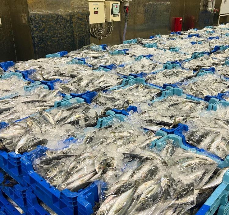 長崎県産 アジフライ 12枚セット