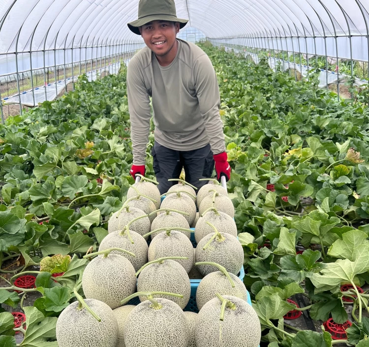 北海道産 中山さんちの富良野メロン 赤肉メロン 特大2kg×1玉（常温）