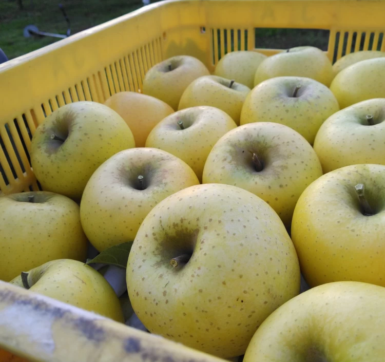 りんごジュース「APPLE13.5」6本セット 送料別＞｜フルーツジュースを