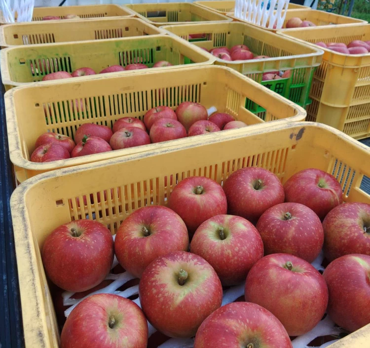 りんごジュース「APPLE13.5」6本セット 送料別