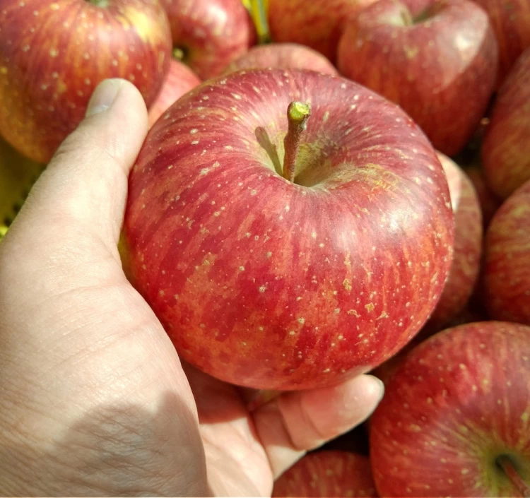 りんごジュース「APPLE13.5」12本セット 送料別