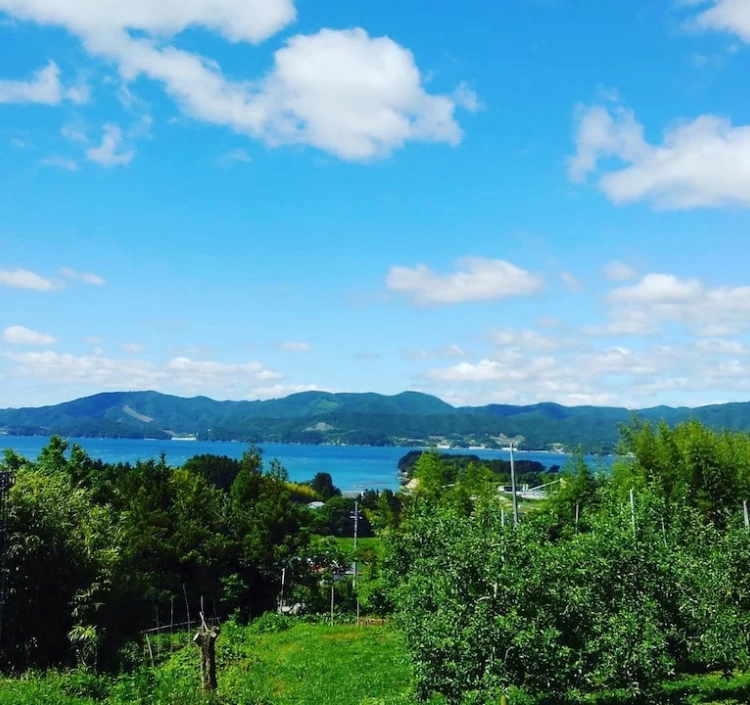 りんごジュース「APPLE13.5」12本セット 送料別