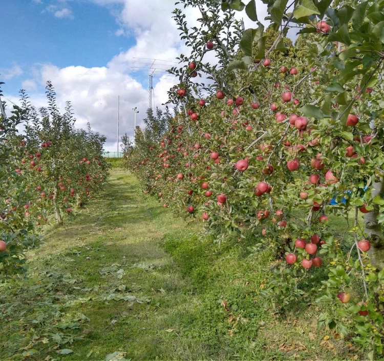 りんごジュース「APPLE13.5」12本セット 送料別