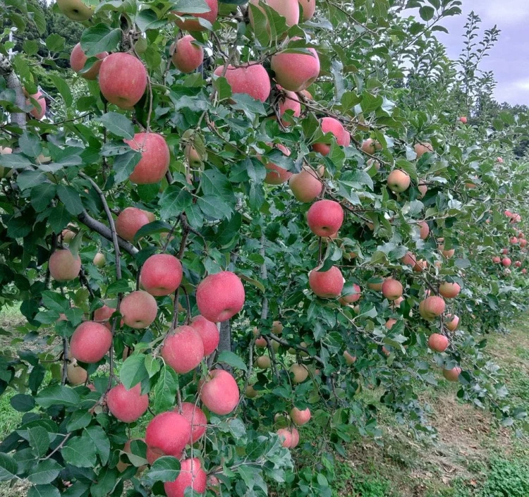 りんごジュース「APPLE13.5」12本セット 送料別